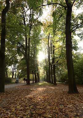 Autumn Forest Path