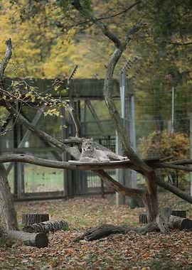 Lynx Resting on Branch