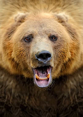 Grizzly Bear Close-Up