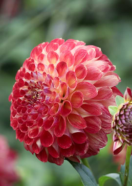 Pink and White Dahlia