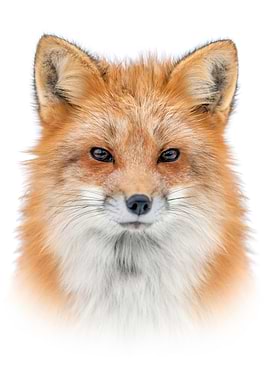 Red Fox Portrait