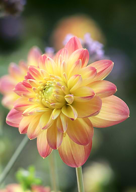 Yellow and Pink Dahlia