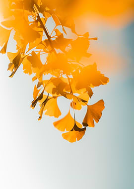 Golden Ginkgo Leaves