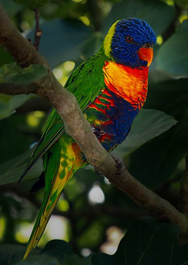 Rainbow Lorikeet on Branch