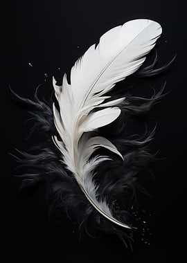 White Feather on Black