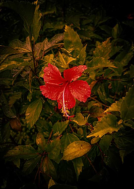 Bloody Red Hibiscus Flower
