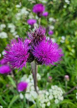 Purple Thistle Flowers