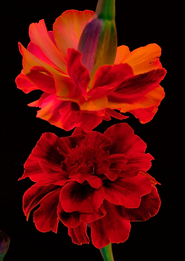 Marigold's Self Portrait