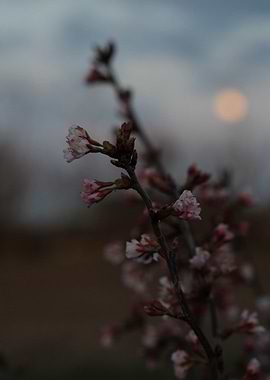 Pink Blossoms Against Dusk