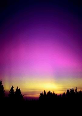 Purple Sunset Forest