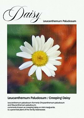 Creeping Daisy Flower
