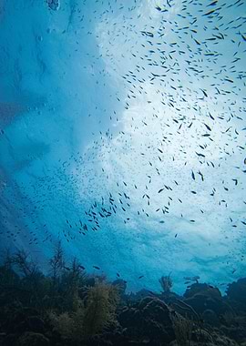 Fish School Underwater in Curacao