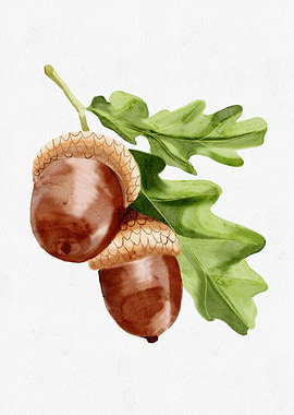 Watercolor Acorn Illustration