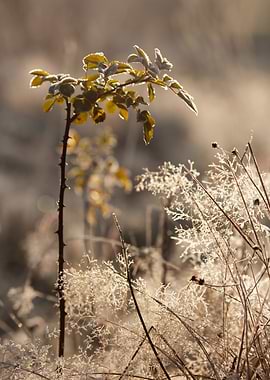 Frosted Winter Branches