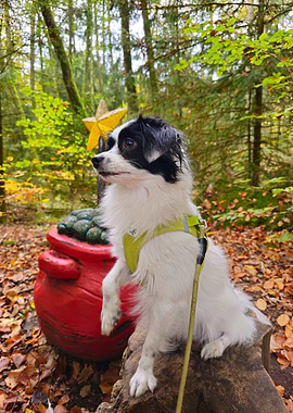 Dog in Autumn Forest