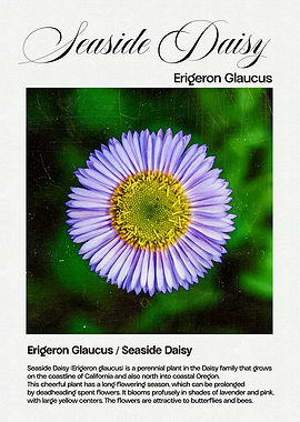 Seaside Daisy Flower