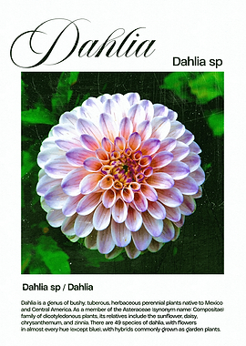 Dahlia Flower Close-Up