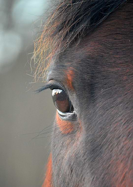 Horse Eye Close-Up