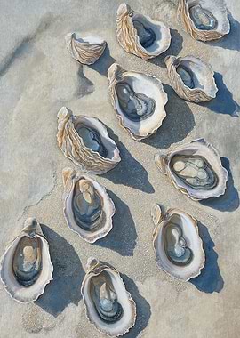 Oyster Shells Beach Ocean Art