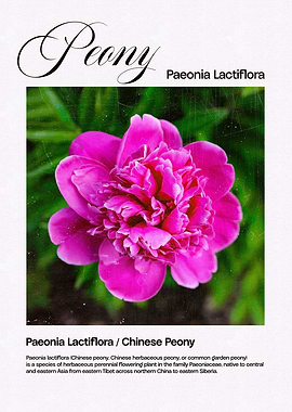 Pink Peony Flower