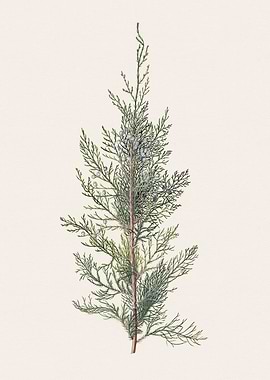 Cedar Branch Illustration