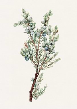 Juniper Branch Watercolor