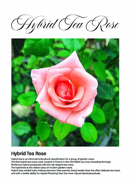 Hybrid Tea Rose