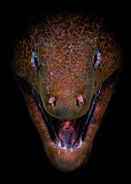 Here Be Dragons / Moray Eel Close-Up