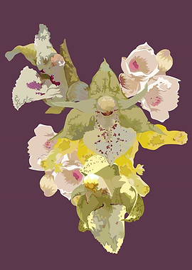 Agrostophyllum orchids