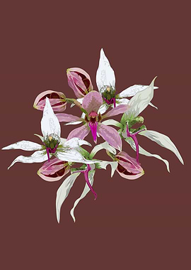 Ancistrochilus orchids