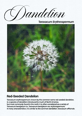 Red-Seeded Dandelion