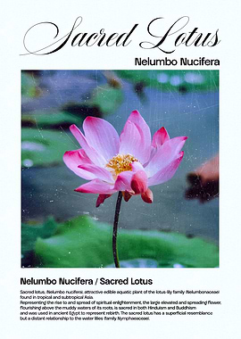 Sacred Lotus Flower