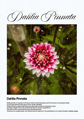 Dahlia Pinnata Flower