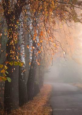 Autumn Foggy Path
