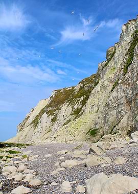 White Cliffs and Seagulls