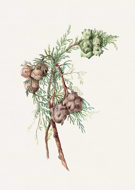 Cypress Branch Watercolor