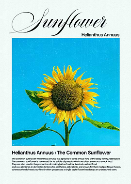 Sunflower Illustration