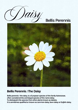 Daisy Flower Illustration