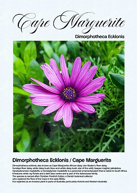Cape Marguerite Flower