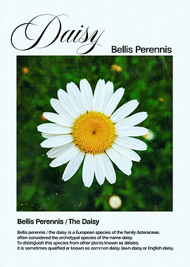 Daisy Flower Illustration