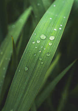 Dew Drops on Grass Blade