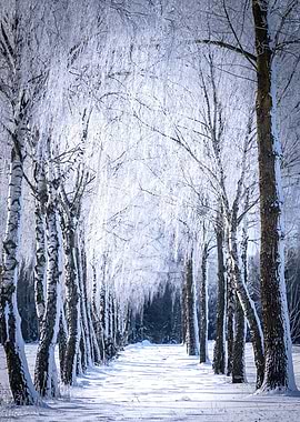 Snowy Birch Tree Path