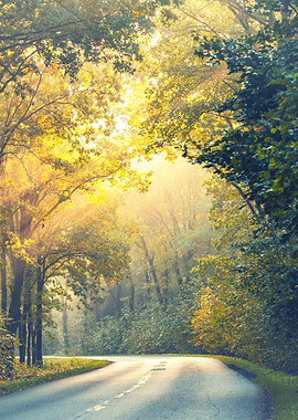 Autumn Road Through Forest