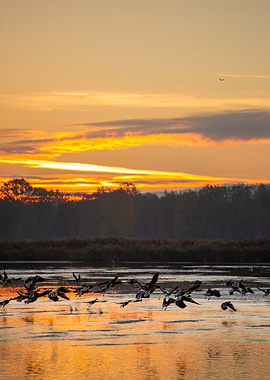 Sunrise Geese Flight