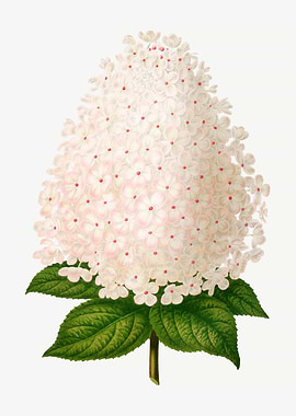 White Hydrangea Flower
