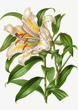 White Lily Flower