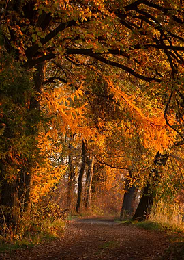 Autumn Forest Path