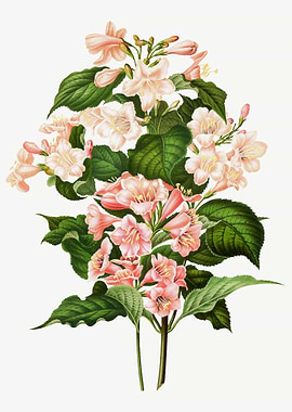 Madame Lemoine Lilac