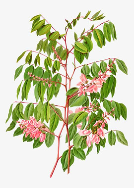 Summer Wisteria Wisteria