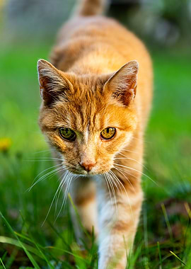 Orange Cat in Grass